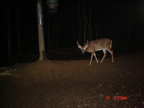 nine point buck nine point buck